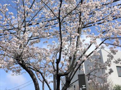 南関東カンパニーの桜も開花しました！