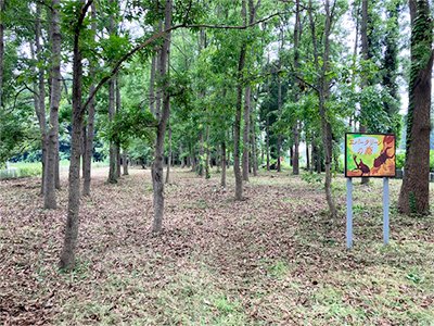 野田市船形のエバ森