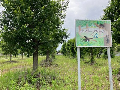 野田市七光台のエバ森