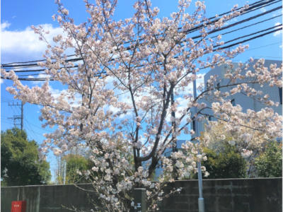 南関東カンパニーの30周年記念樹