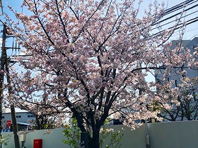 満開です。