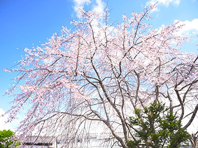 エバークリーンの森の桜