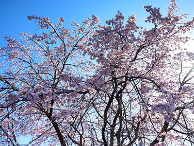 今年も千年桜(エドヒガン)のしだれ桜が綺麗に開花しました