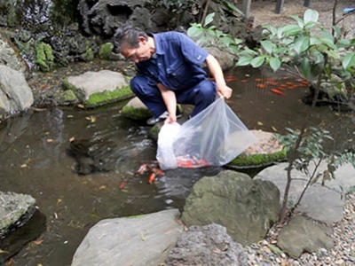 池の大きさに合わせた錦鯉を放流します