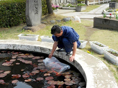 校庭にある池に錦鯉を放流します