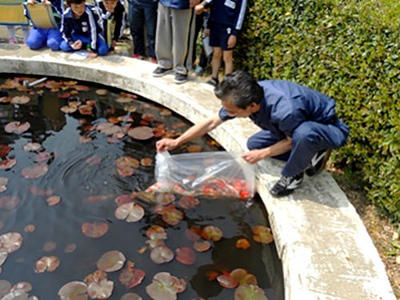 小学生たちも錦鯉に興味津々です