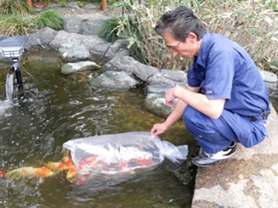 池の大きさに合わせた数を放します