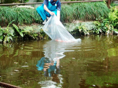 池についたらそっと流し出します