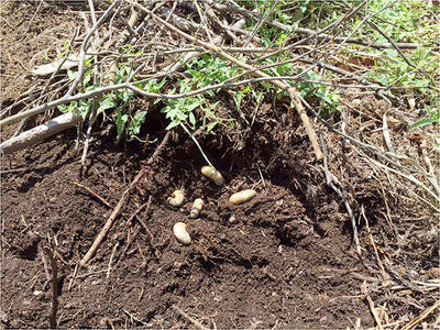 カブトムシの幼虫もすくすく成長しています。