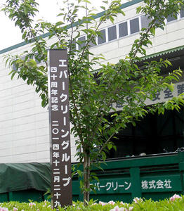 創立四十周年記念樹は、年々大きく成長しています。