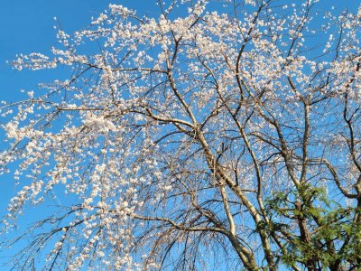 きれいな薄ピンクの花が咲きました