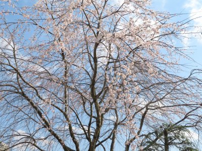 大きな桜が開花しました