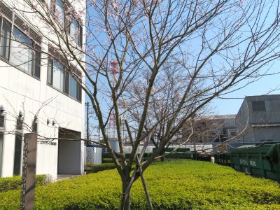 40周年記念樹が開花しています