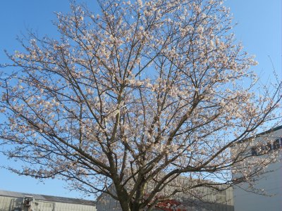 30周年記念樹もしっかり花が咲きました