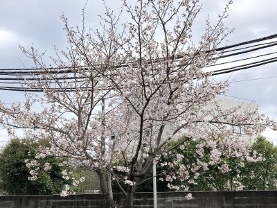 南関東カンパニーの桜も開花しました！