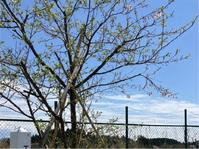 低温の影響か開花が遅れ、満開にはなりませんでした。