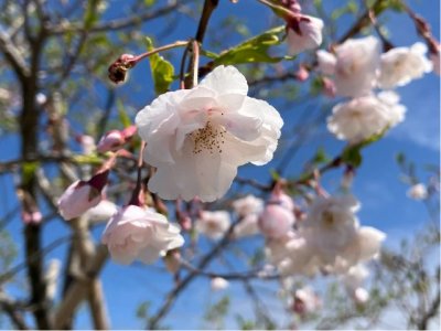 厳しい環境の中でも開花しました。