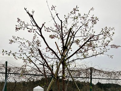 まだまだ成長途中の桜