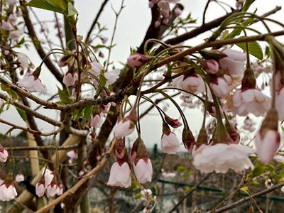 花芽が眠りから覚めて開花していきます。