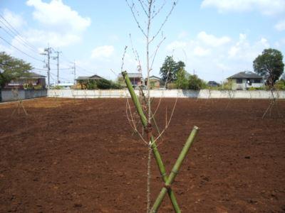 若木から地域の“緑”へ