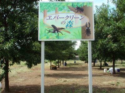 地面が見えるようになりました。