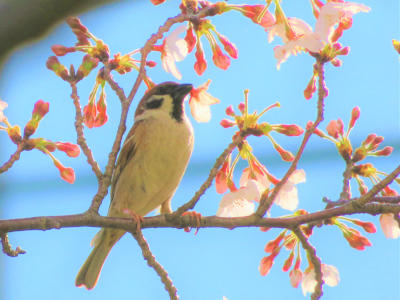 桜の花びらを食べてるの？