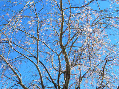 こちらのしだれ桜もこれから満開になりそうです。