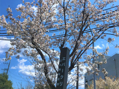 今年も満開になりました。