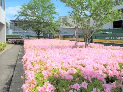 記念樹の桜の緑とつつじのピンクが綺麗です。