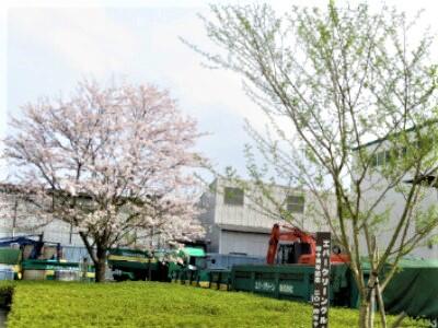 数年後には満開の桜が２本並ぶといいな！