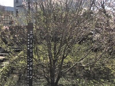 南関東の40周年記念樹もまだ花はつかないですが成長してます