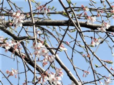 千年桜の枝垂れ桜