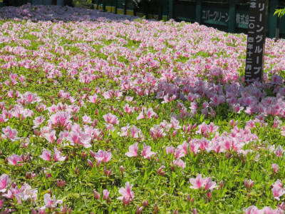 エントランス前の桜の木の周辺