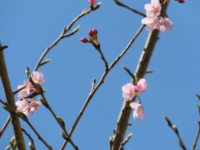 北関東カンパニーの40周年記念樹も桜がさきました！