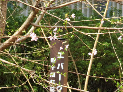 エバ森の40周年記念樹も桜の花が！！