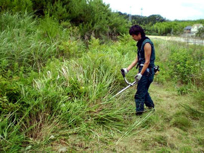 田んぼに育った雑草は草刈機で